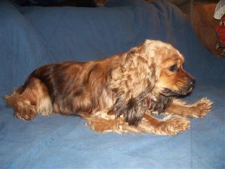 jasmine